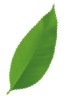 footer-leafs-2